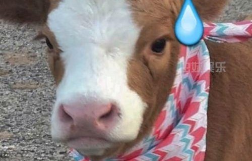 娱乐吃瓜酱中国本土的,揭秘中国本土娱乐圈的幕后故事