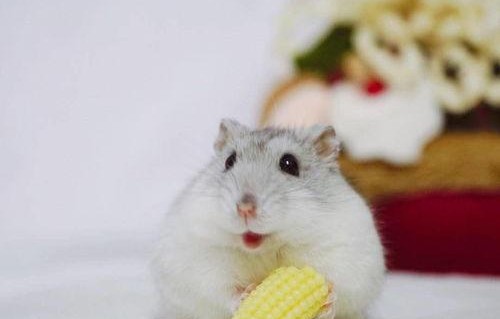 娱乐吃瓜酱仓鼠过生日,娱乐吃瓜酱仓鼠生日派对大揭秘