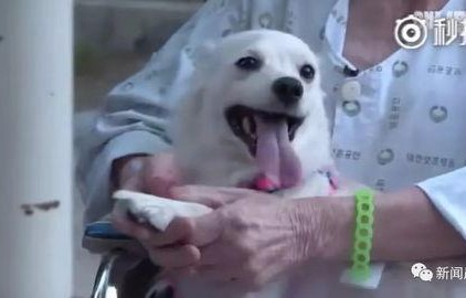 娱乐吃瓜酱小白狗,揭秘娱乐圈那些不为人知的幕后故事